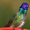 White-eared Hummingbird